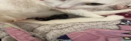 Ragdoll cats for sale: our white Ragdoll miniture cross has given birth  - Advert 5