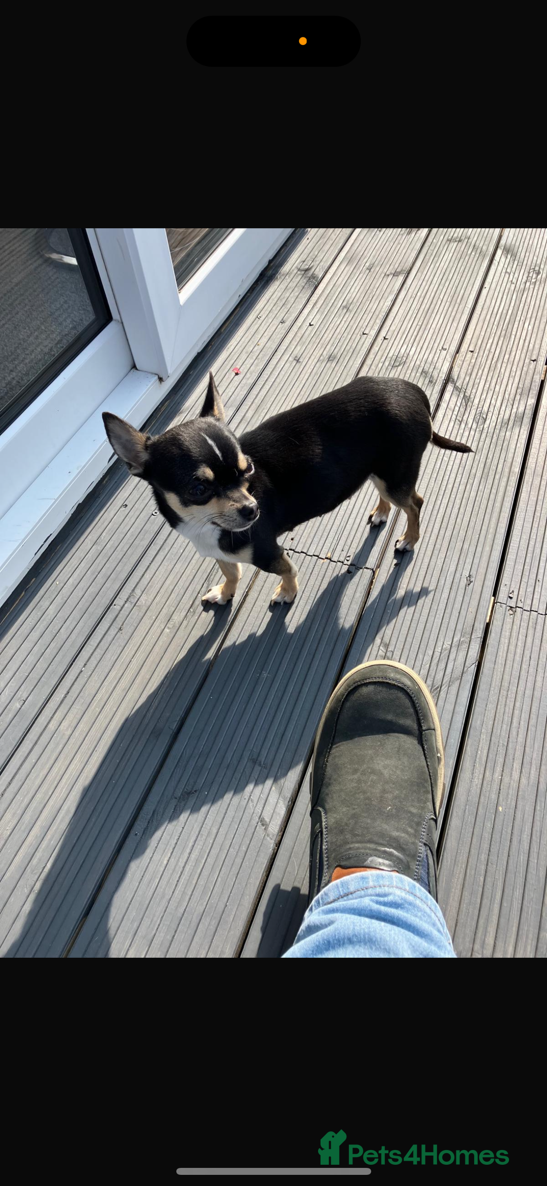 Chihuahua dogs for sale: Beautiful chihuahua puppy’s  - Image 4