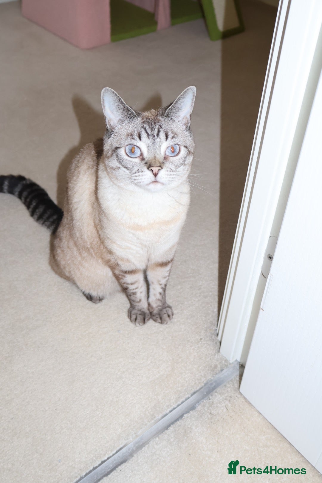 Bengal cats Loving 5Year Old Cat Looking for Her Forever Home - Advert 1