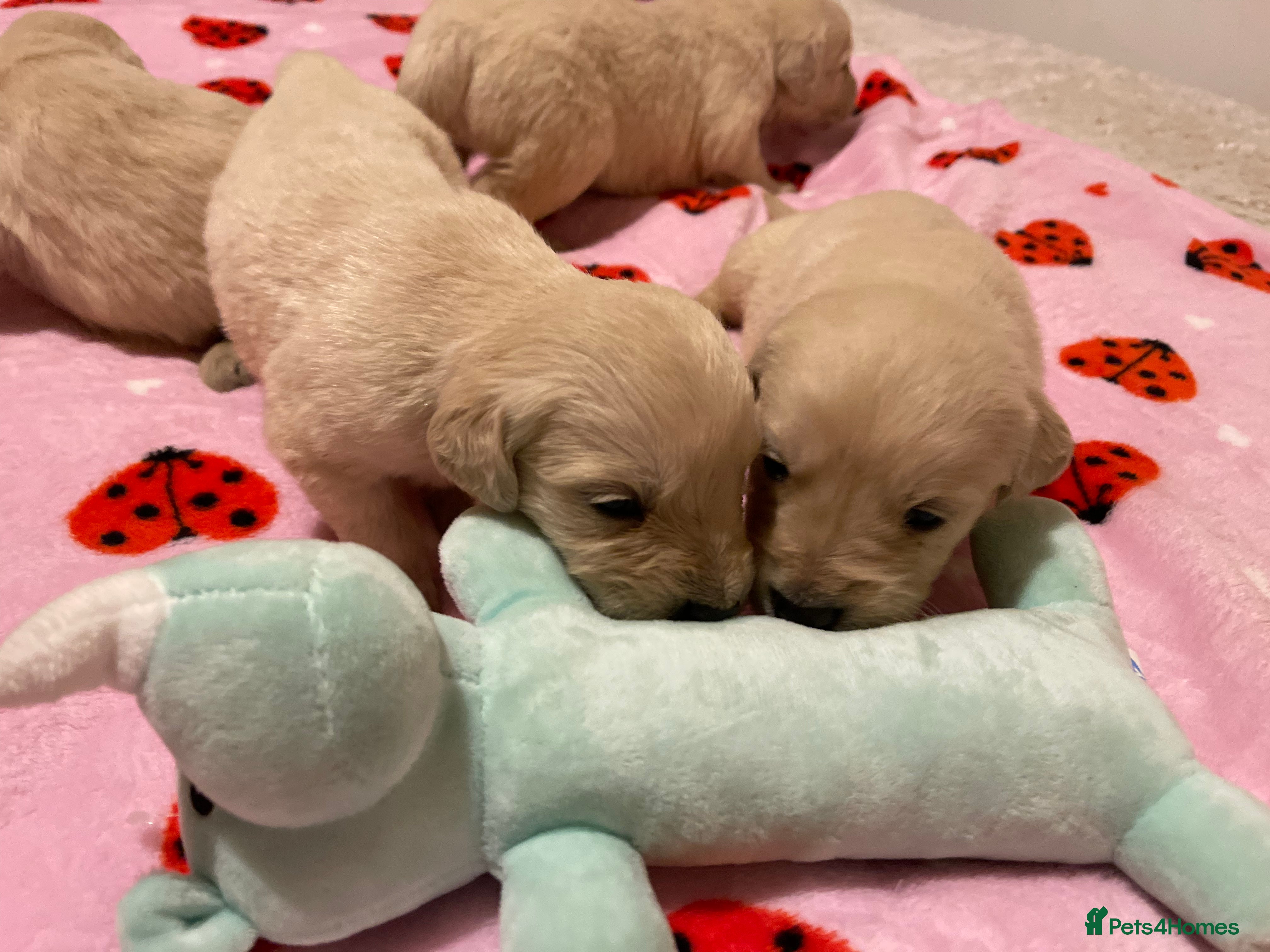 Golden Retriever dogs KC golden retriever puppies - Advert 1