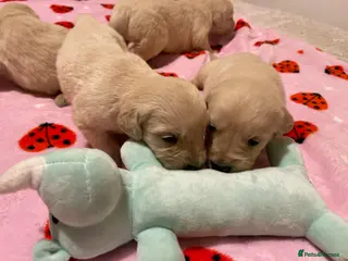 Golden Retriever dogs KC golden retriever puppies - Advert 1