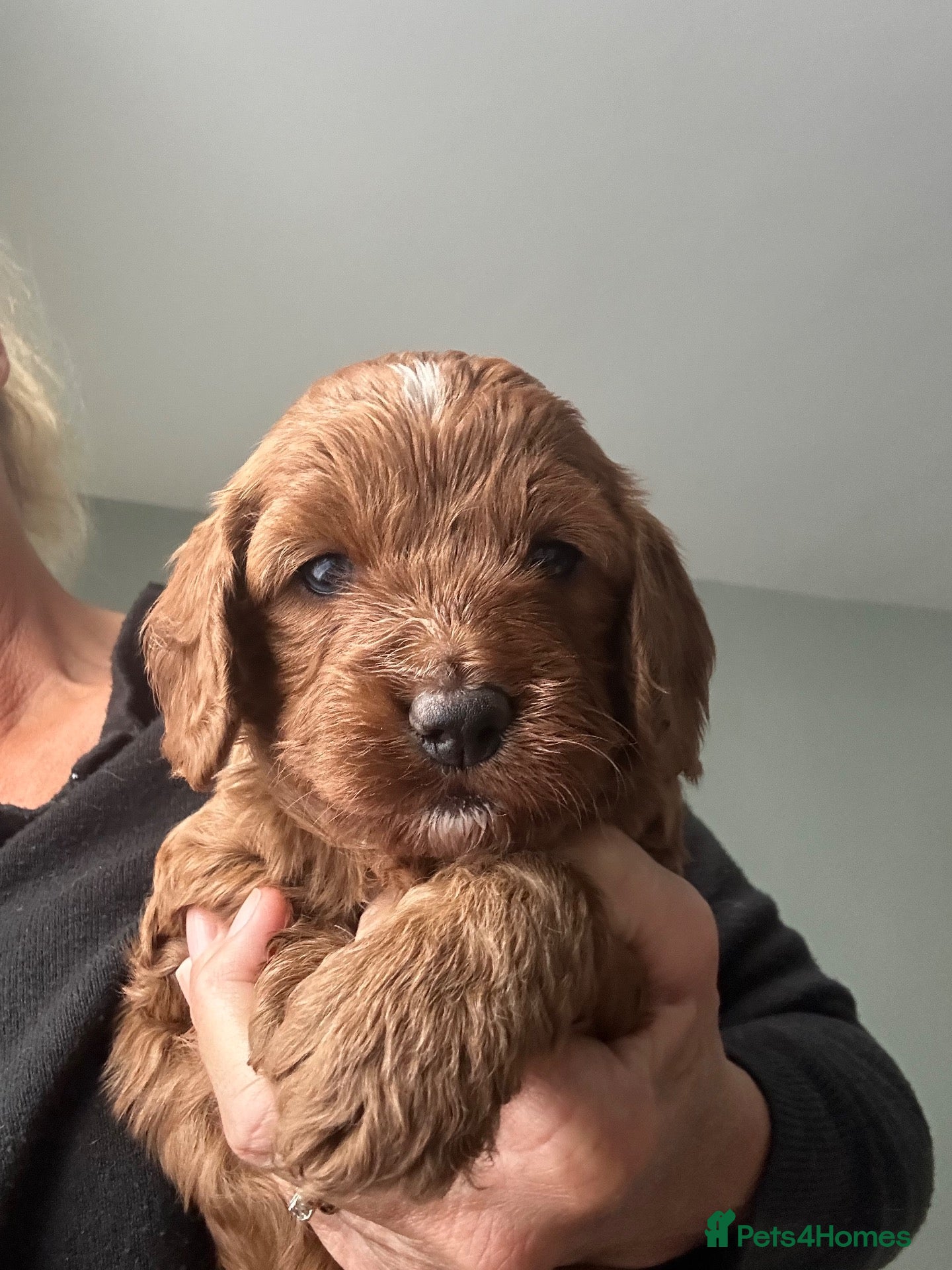 Cavapoo dogs Red Cavapoos F1b  - Advert 7