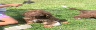 Cockapoo 2
