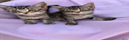 Mixed Breed cats for sale: Kitten for sale - Advert 9