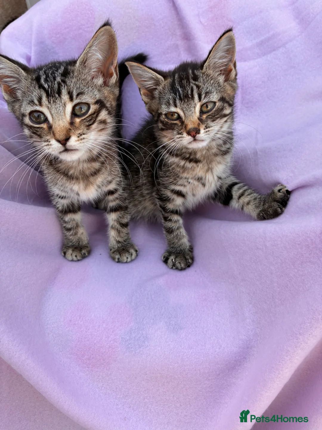 Mixed Breed cats for sale: Kitten for sale - Advert 9