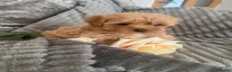 Maltipoo dogs for sale: Beautiful litter of red pups small cuteness❤️ - Advert 17