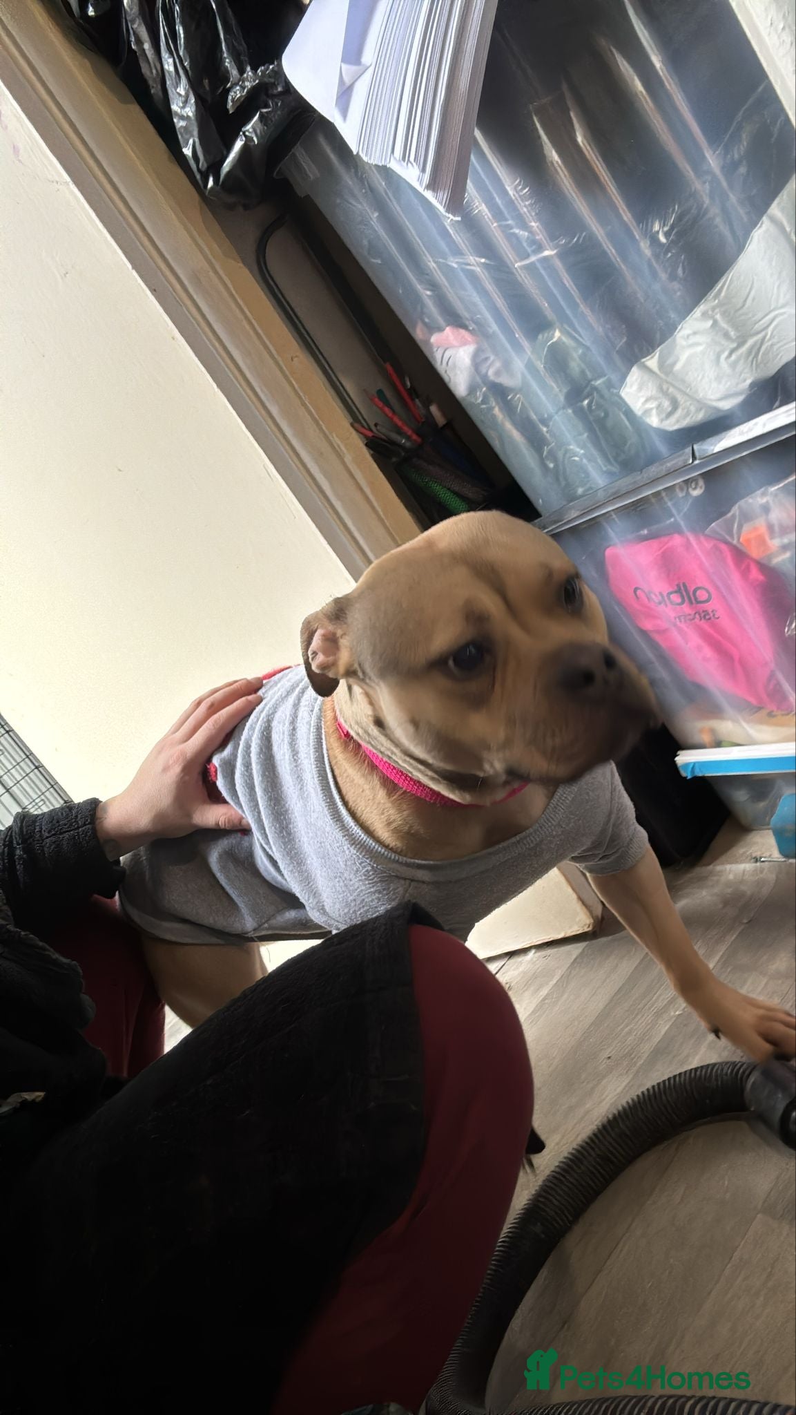 Mixed Breed dogs Loving dog in need of a home  - Advert 1