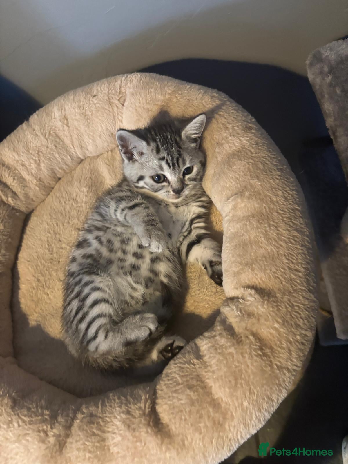 British Shorthair cats Beautiful bsh silver spotty kitten - Advert 1