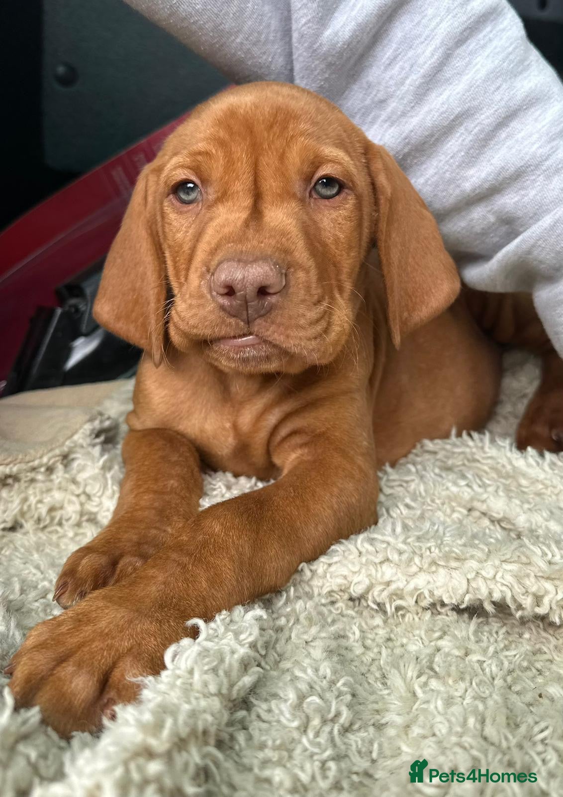 Hungarian Vizsla dogs 🐶Adorable KC Hungarian Vizsla Puppies 💗🩵 - Advert 1
