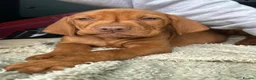 Hungarian Vizsla dogs for sale: 🐶Adorable KC Hungarian Vizsla Puppies 💗🩵 - Advert 25