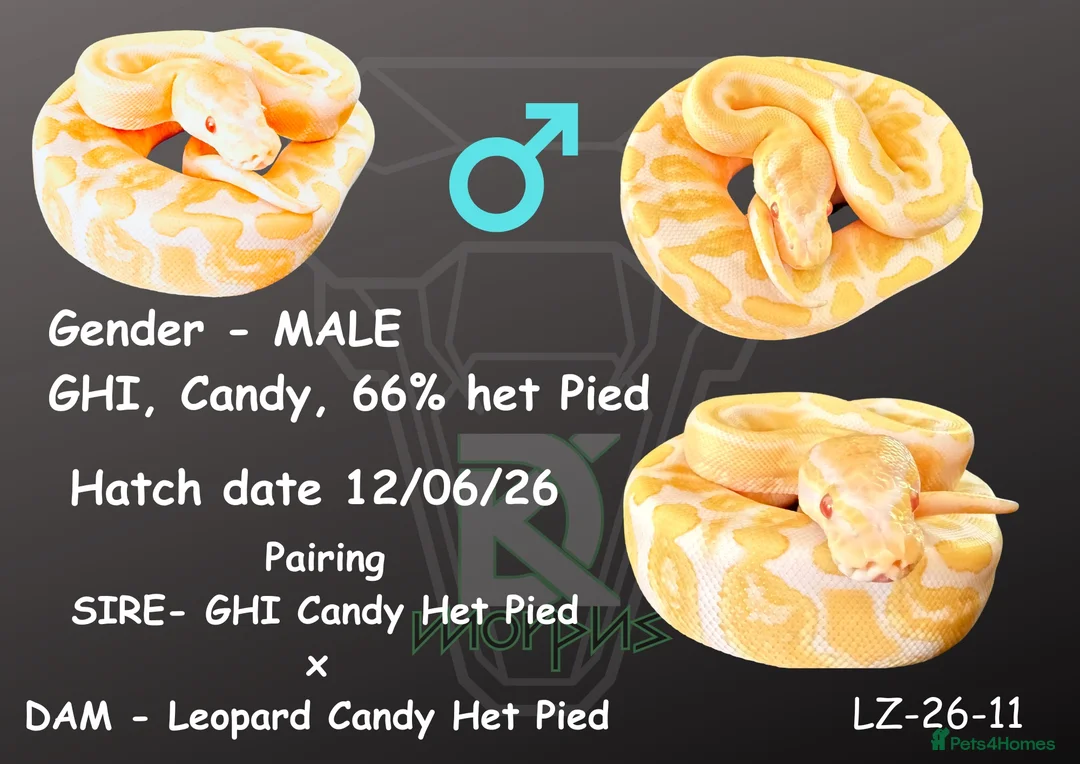 Python Snake reptiles for sale: 1.0 GHI, Leo, 66% het Pied  - Advert 1