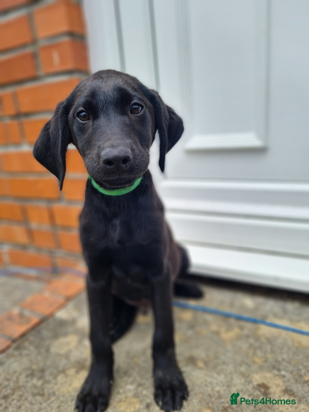 Labrador Retriever dogs for sale: Lovable, Quality KC black labradors  - Image 1