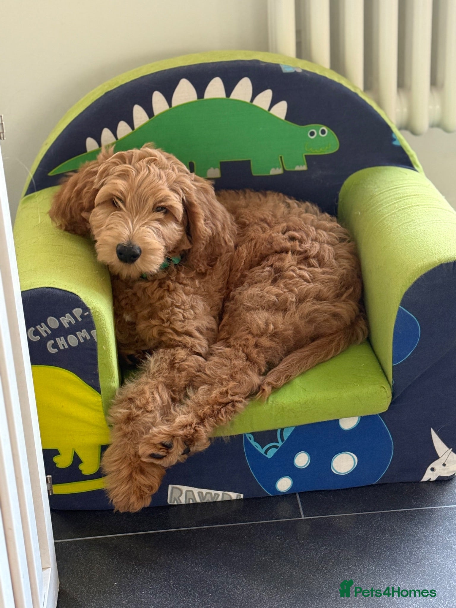 Australian Labradoodle dogs DOODLE BONKERS  - Advert 1