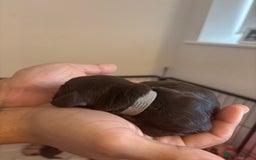 Cockapoo dogs for sale: Cockapoo puppies - Image 20