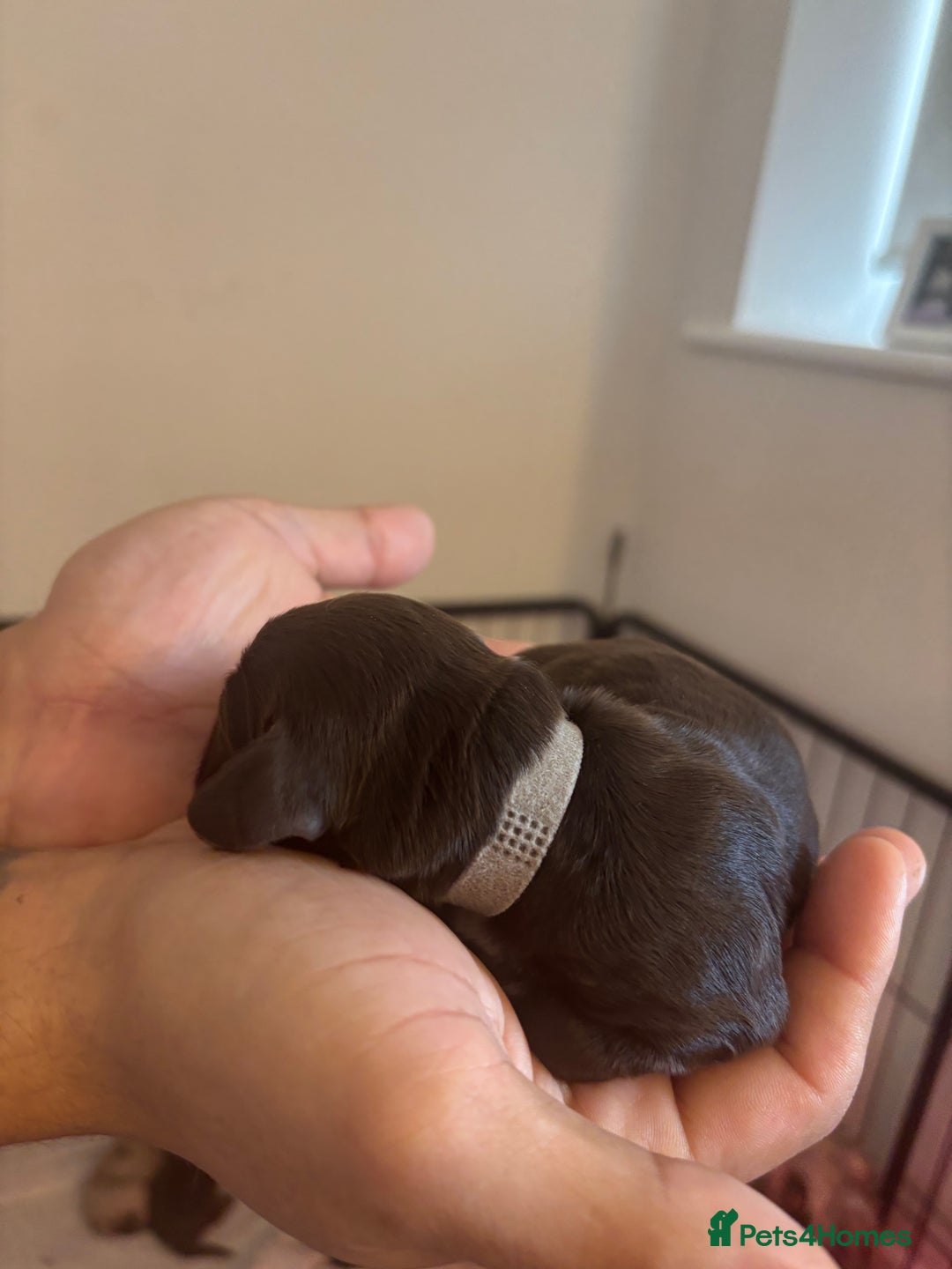 Cockapoo dogs for sale: Cockapoo puppies - Image 20