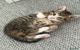 British Shorthair cats for sale: Beautiful half BSH Kittens  - Image 9