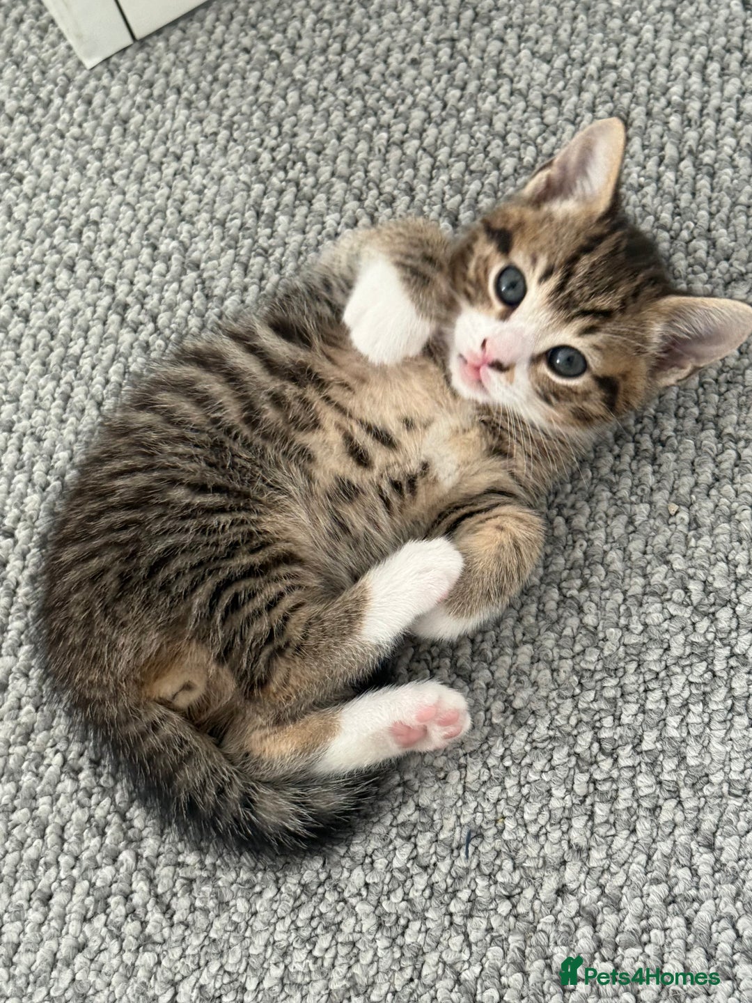British Shorthair cats for sale: Beautiful half BSH Kittens  - Image 9
