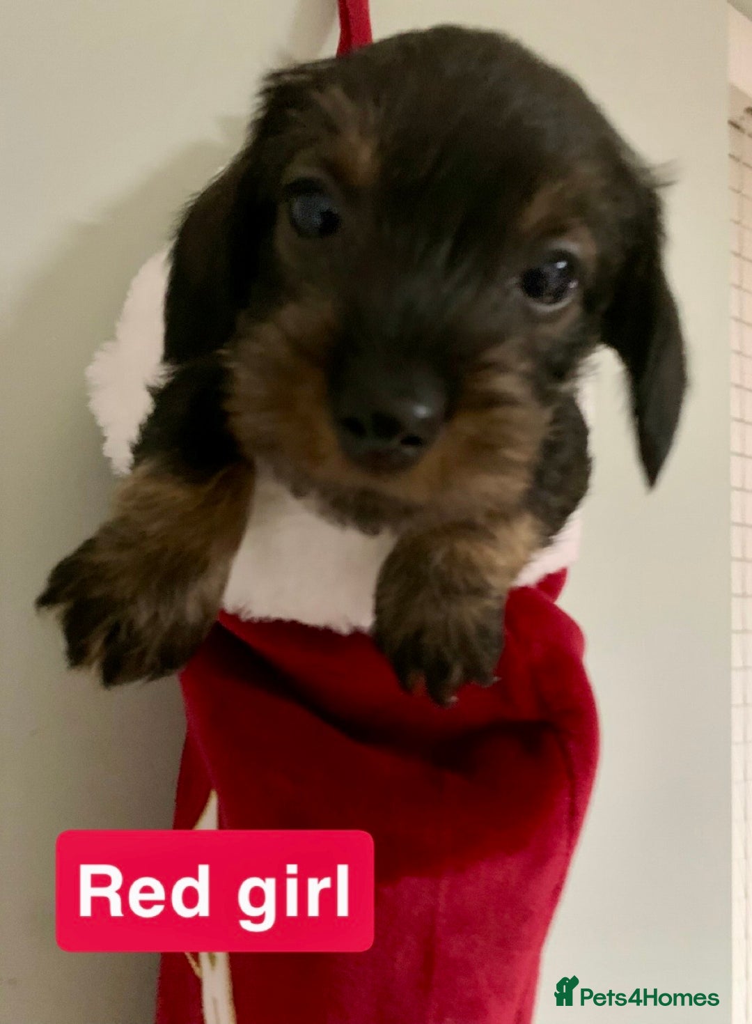 Miniature Dachshund dogs for sale: Miniature wirehaired daschunds - Advert 5