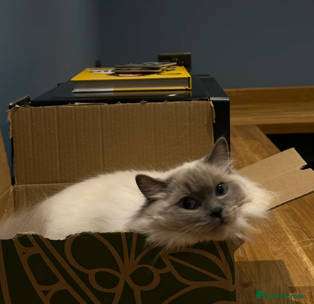 Ragdoll cats for sale: Pedigree Ragdoll in Much Wenlock - Advert 2