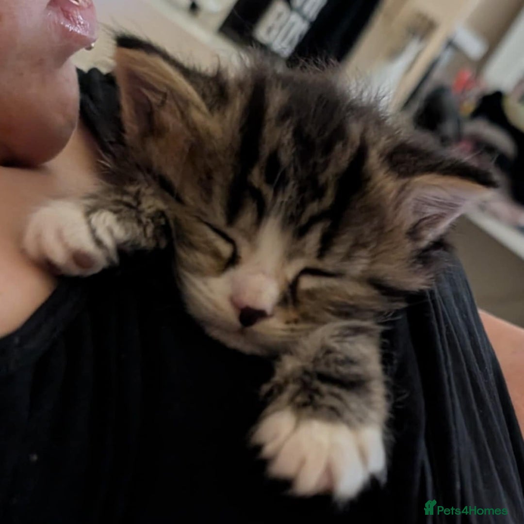 Mixed Breed cats for sale: Siberian mix kitten - Image 7
