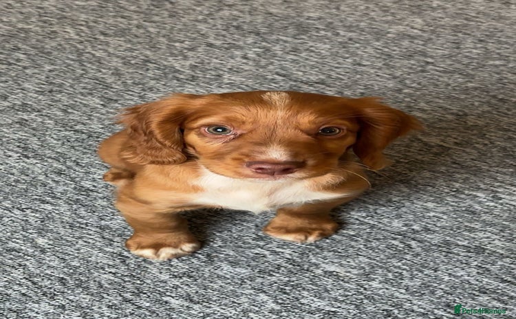 Cocker Spaniel dogs - Advert 12