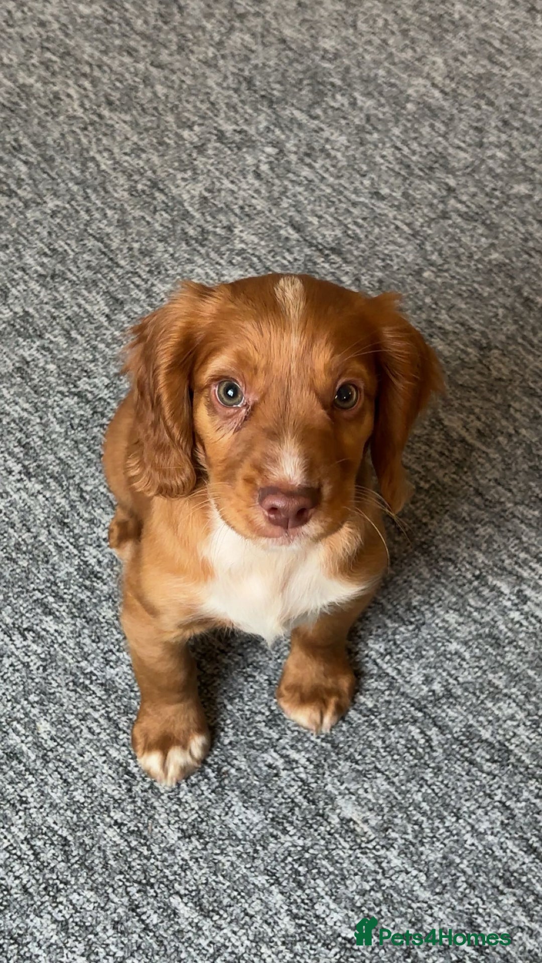 Cocker Spaniel dogs for sale: Worker cocker spaniel  - Image 1