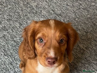 Cocker Spaniel dogs - Advert 9