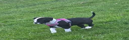 Staffordshire Bull Terrier dogs for sale: Luna  - Advert 4