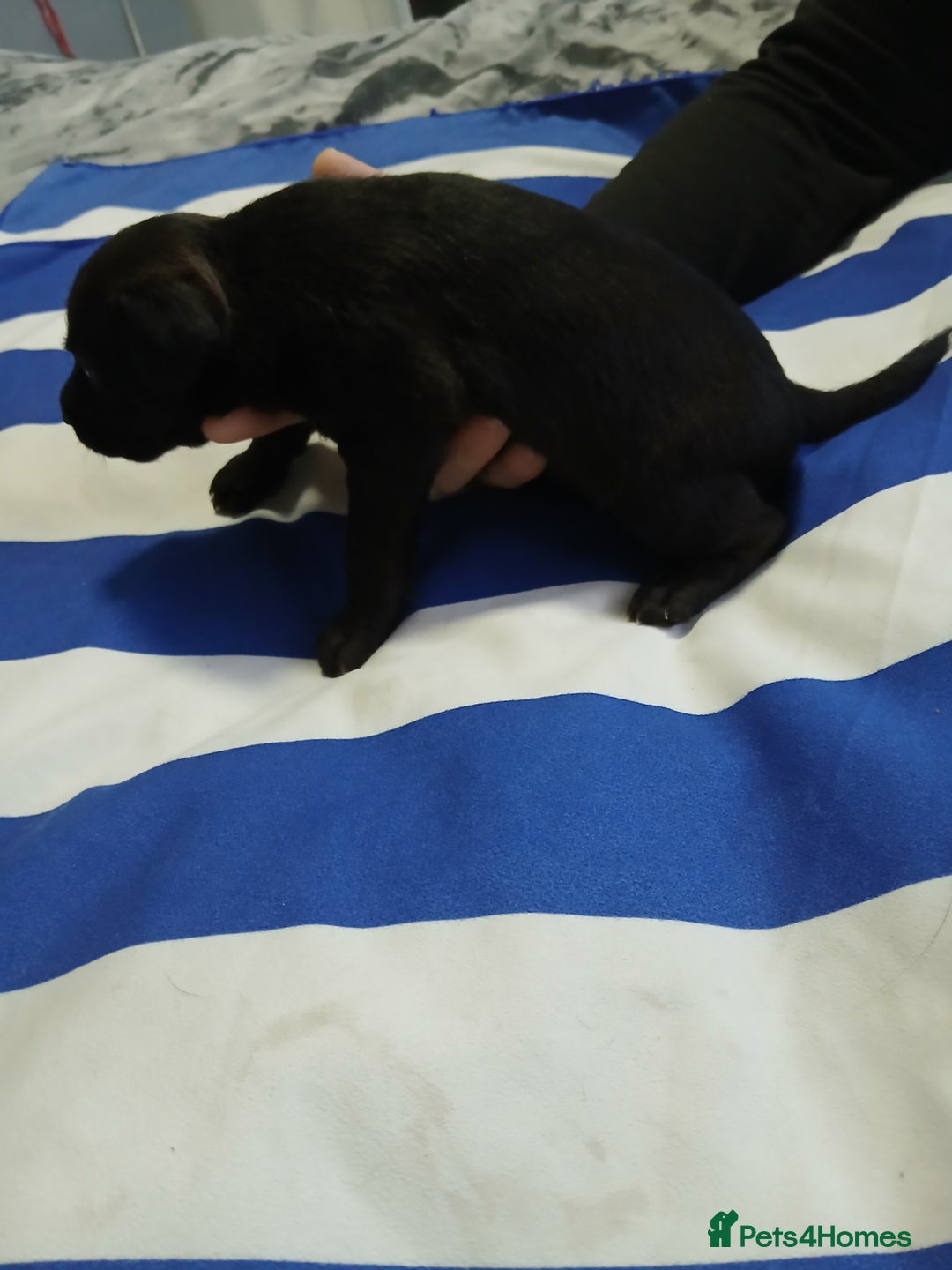Patterdale Terrier dogs for sale: Puppies  - Advert 6