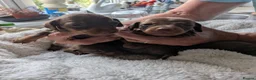 Dachshund dogs for sale: 🐶🐶 Beautiful  Babies ! 🐶🐶 - Advert 9