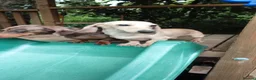 Miniature Dachshund dogs for adoption: 3 miniature dachshunds need rehoming  - Advert 2
