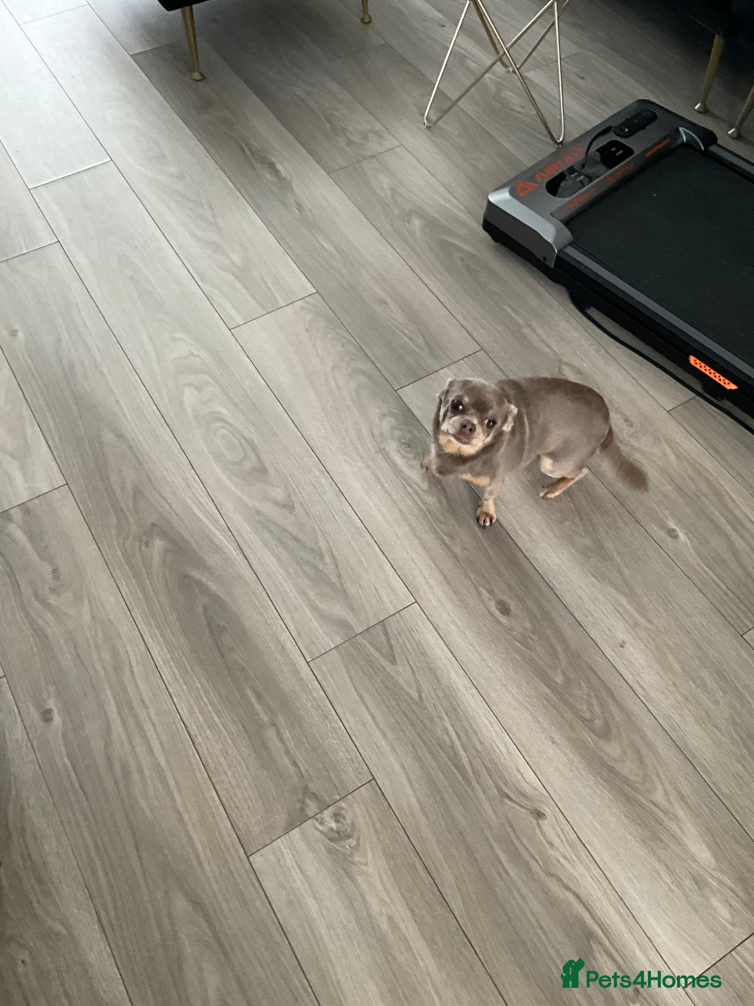Chihuahua dogs for stud: Tiffany chihuahua for stud (proven)  - Advert 4