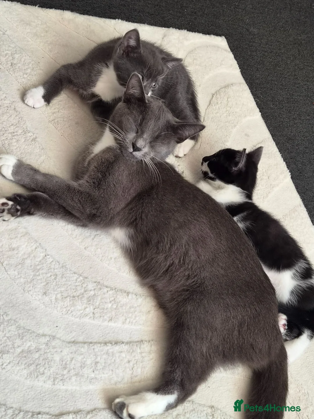 British Shorthair cats for sale: Domestic shorthair kittens - Advert 2