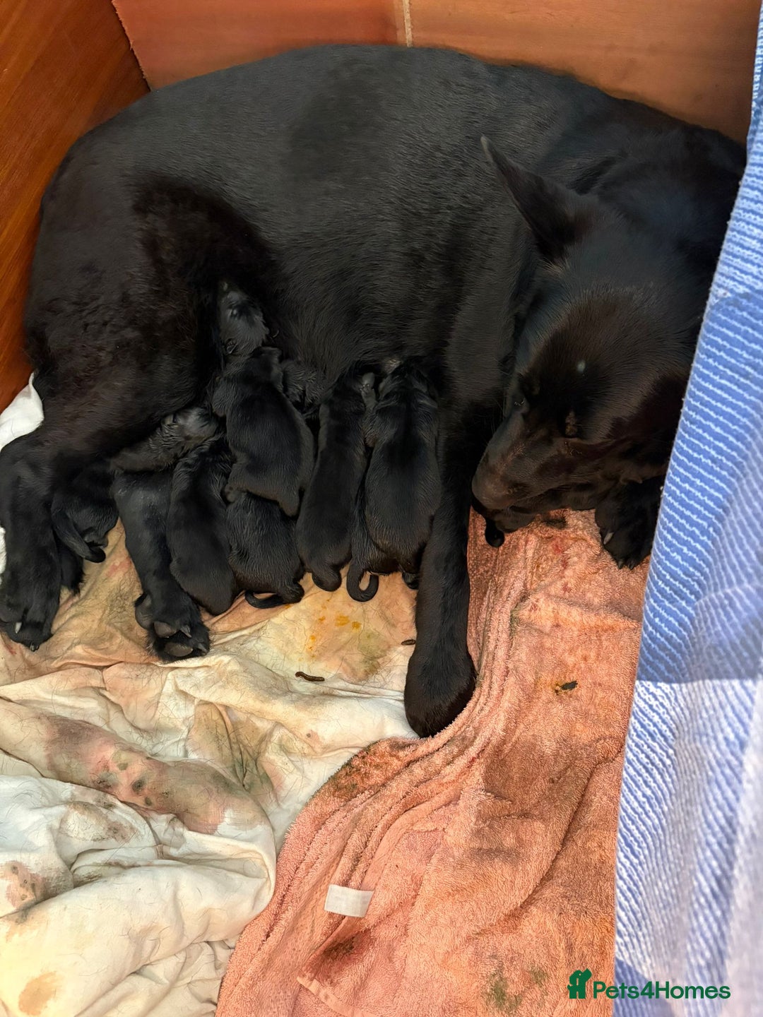 German Shepherd dogs for sale: German Shepard mainly black  - Advert 12