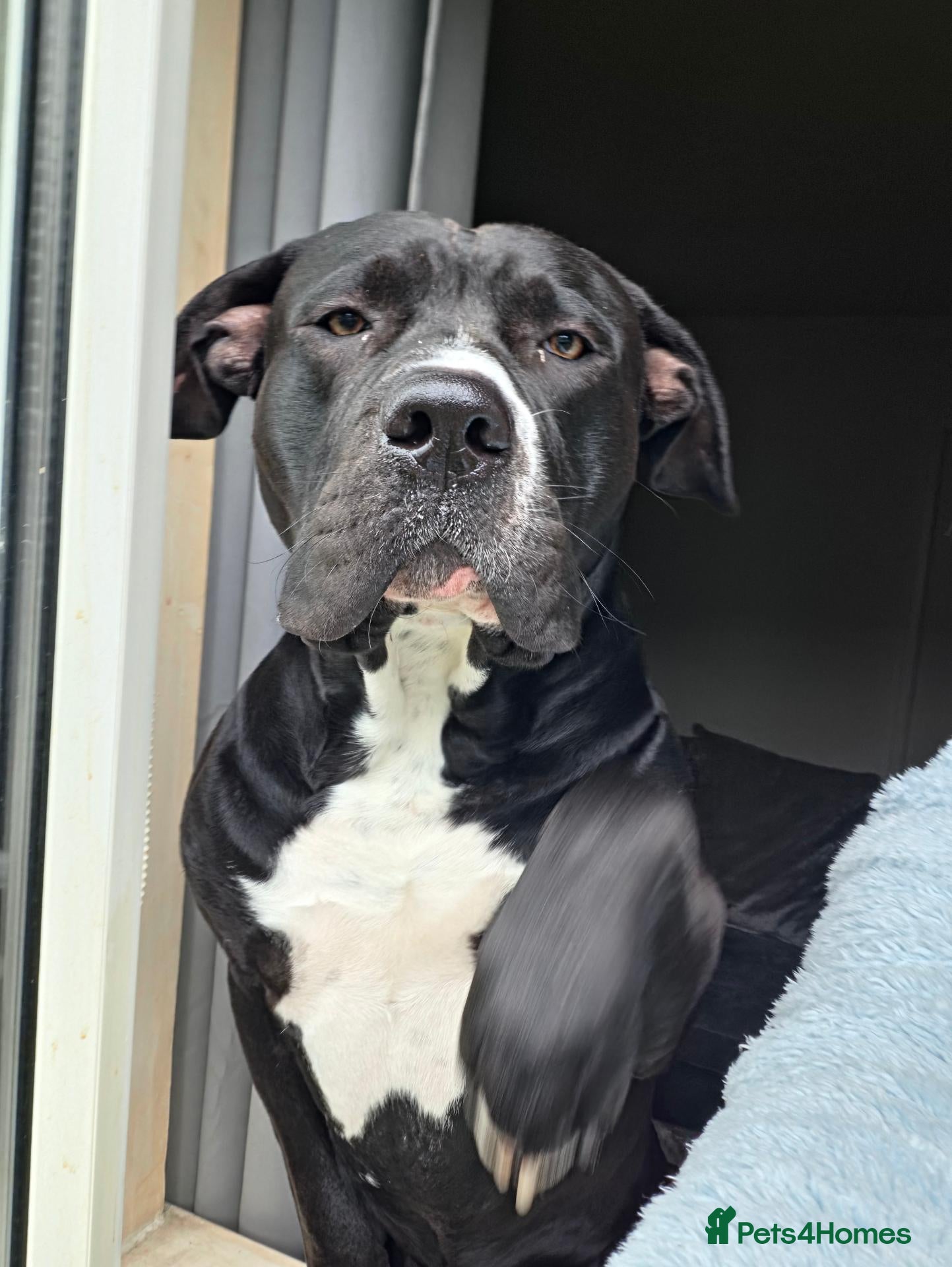Mixed Breed dogs Gorgeous 18 month old milo  - Advert 2