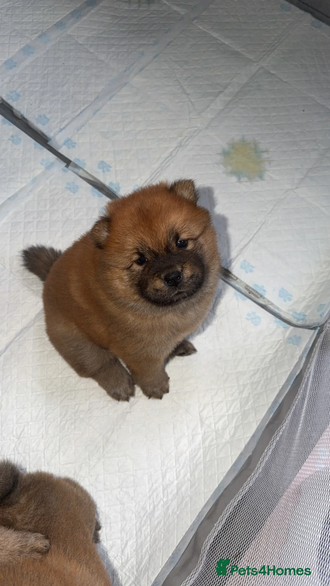 Chow Chow dogs for sale: Beuatuful chow chow puppies for sale  - Advert 2