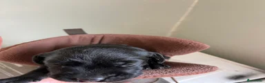 Labrador Retriever 3