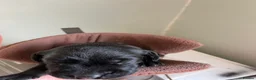 Labrador Retriever dogs for sale: Fantastic Labrador puppies - Advert 3