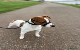 Jack Russell dogs for stud: Jack russel - Image 2