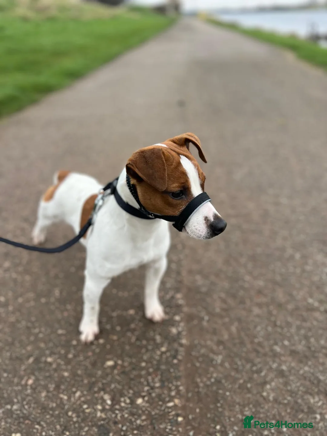 Jack Russell dogs for stud: Jack russel - Advert 2