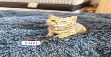 British Shorthair cats - Advert 4