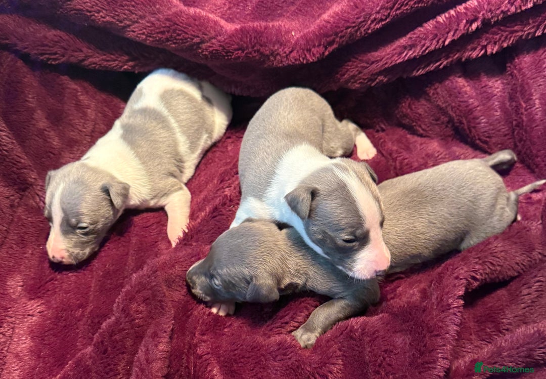 Whippet dogs for sale: 3 Stunning Whippet Boy's available  - Advert 9
