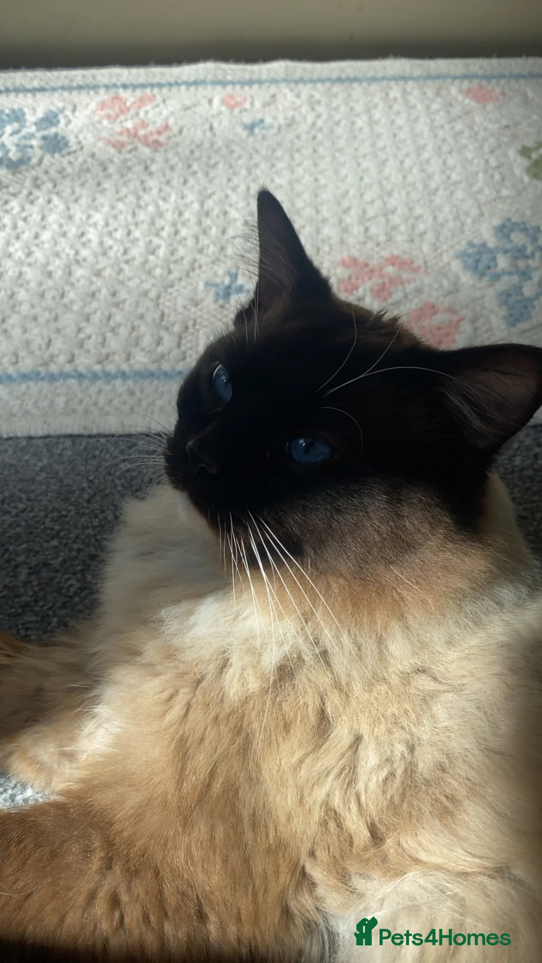 Ragdoll cats for sale: Beautiful Ragdoll Boy - Advert 7