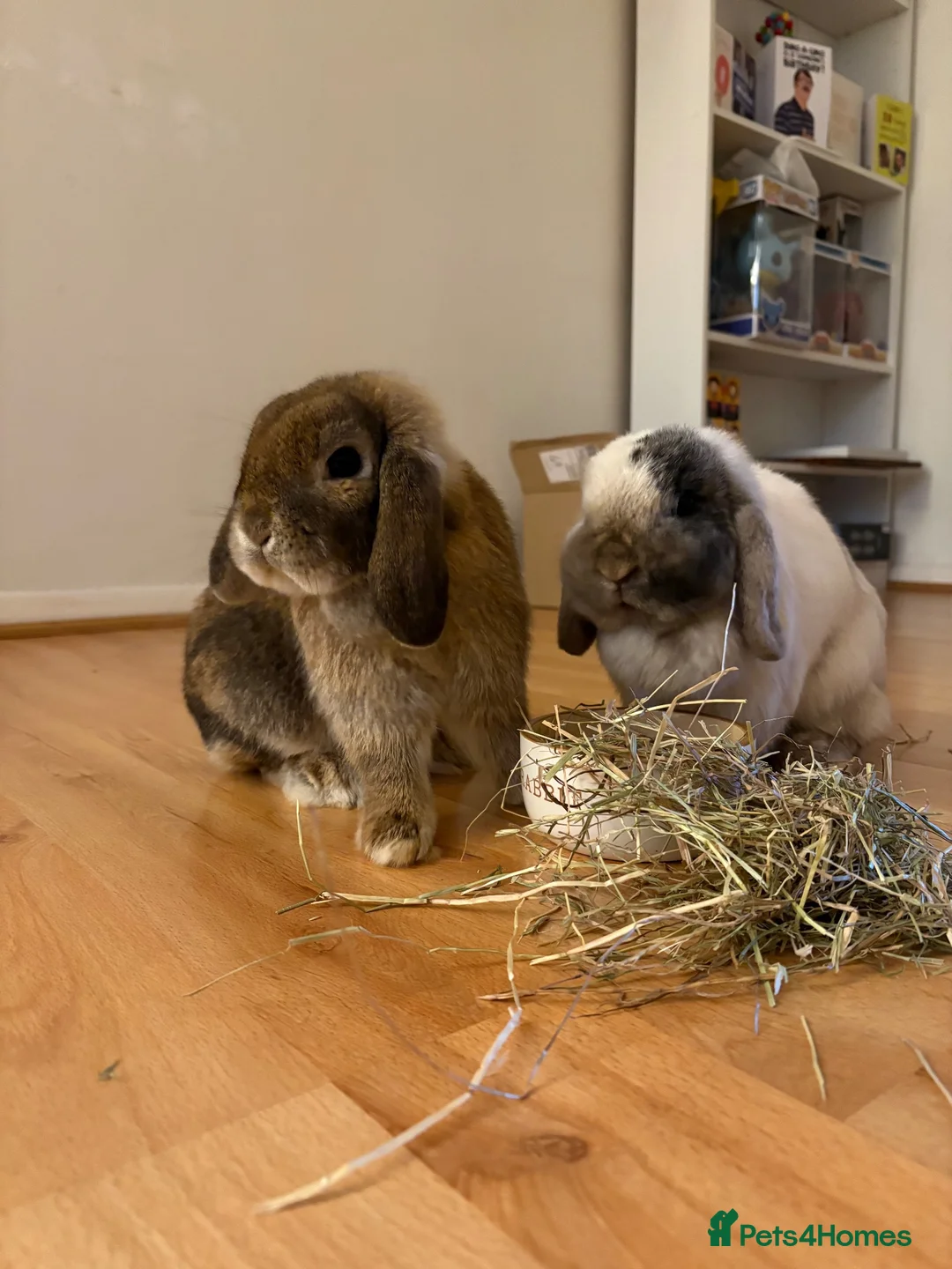 English Lop rabbits for sale: Two beautiful Buns  in Newton Abbot - Advert 2