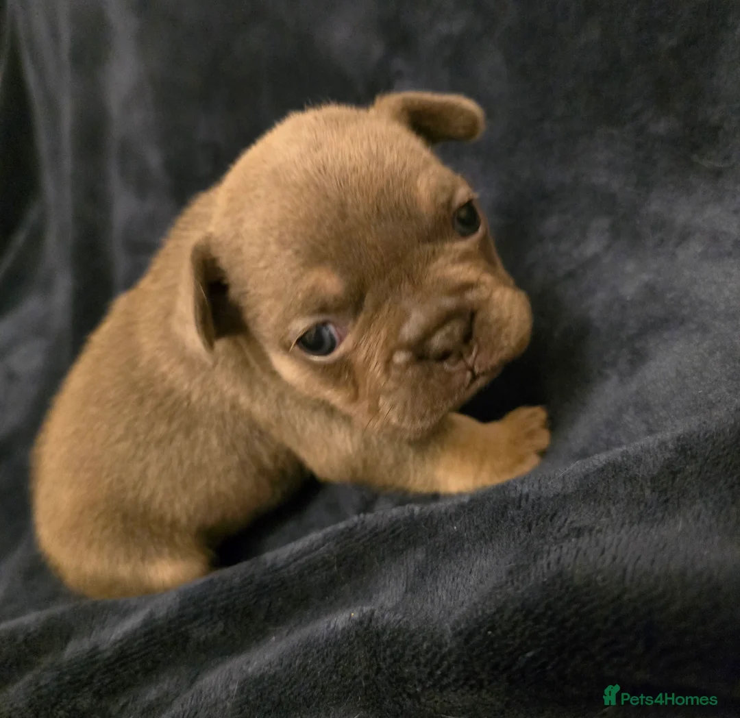 French Bulldog dogs for sale: Chunky Frenchie Puppies  - Advert 26
