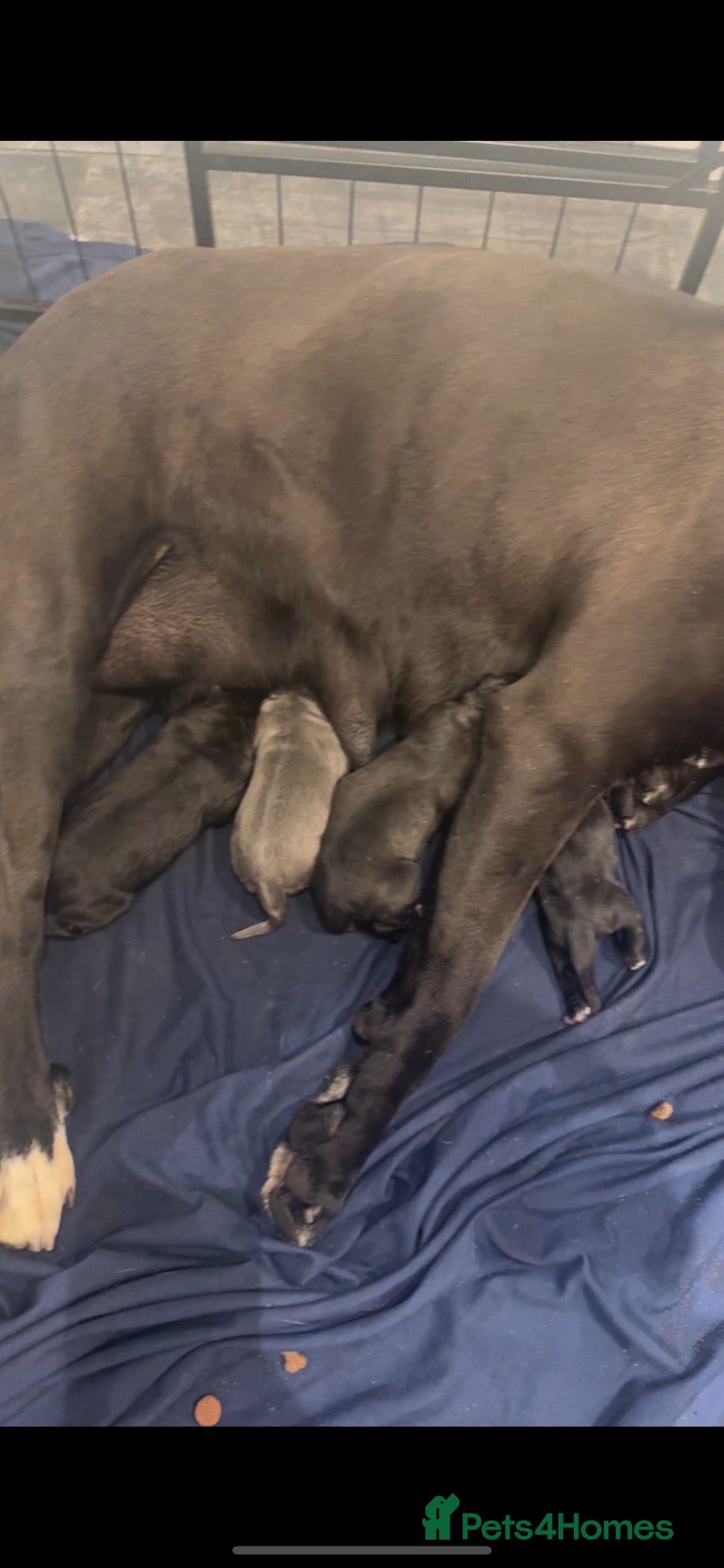 Cane Corso dogs CANE CORSO PUPPYS X - Advert 8