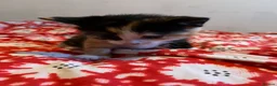 Mixed Breed cats for sale: Beautiful tortoise shell kitten - Advert 1