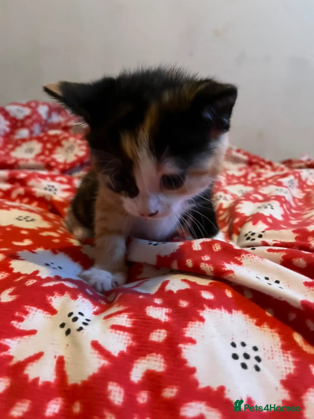 Mixed Breed cats for sale: Beautiful tortoise shell kitten - Advert 1