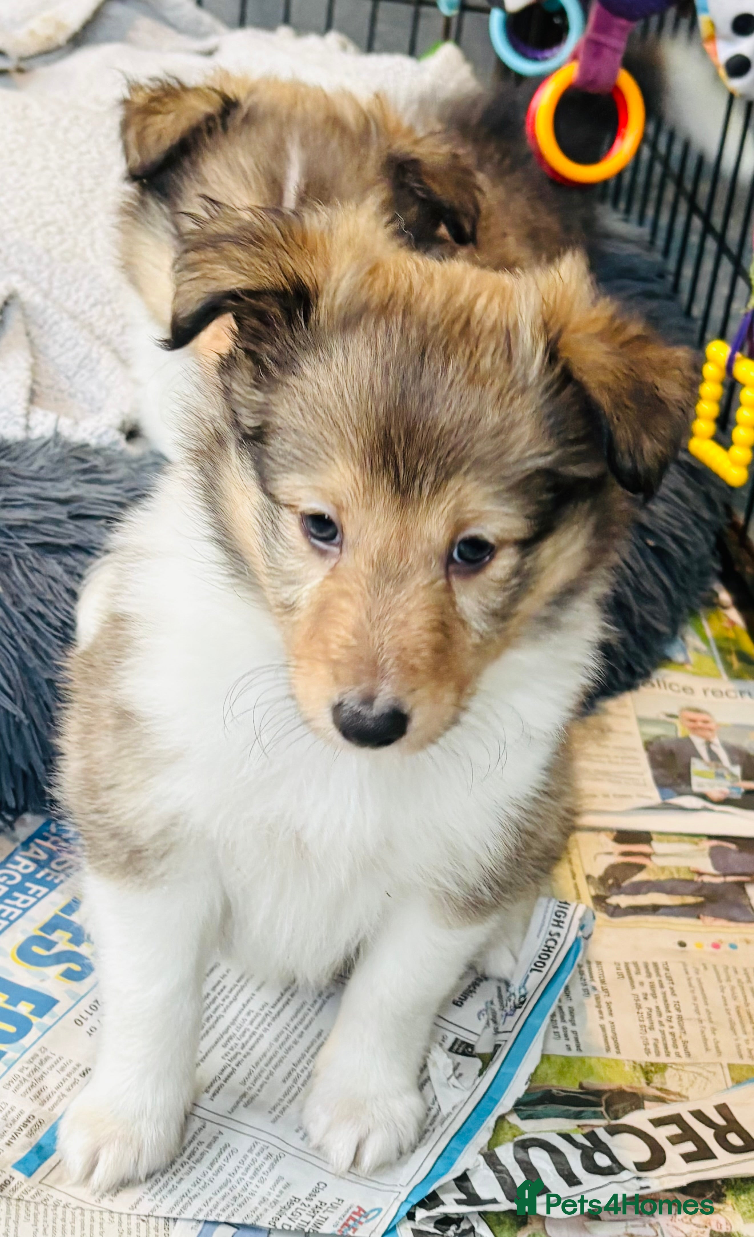 Shetland Sheepdog dogs Beautiful sable Shetland sheepdog puppies  - Advert 2