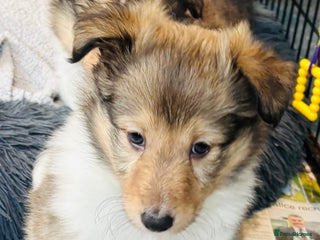 Shetland Sheepdog dogs Beautiful sable Shetland sheepdog puppies - Advert 2